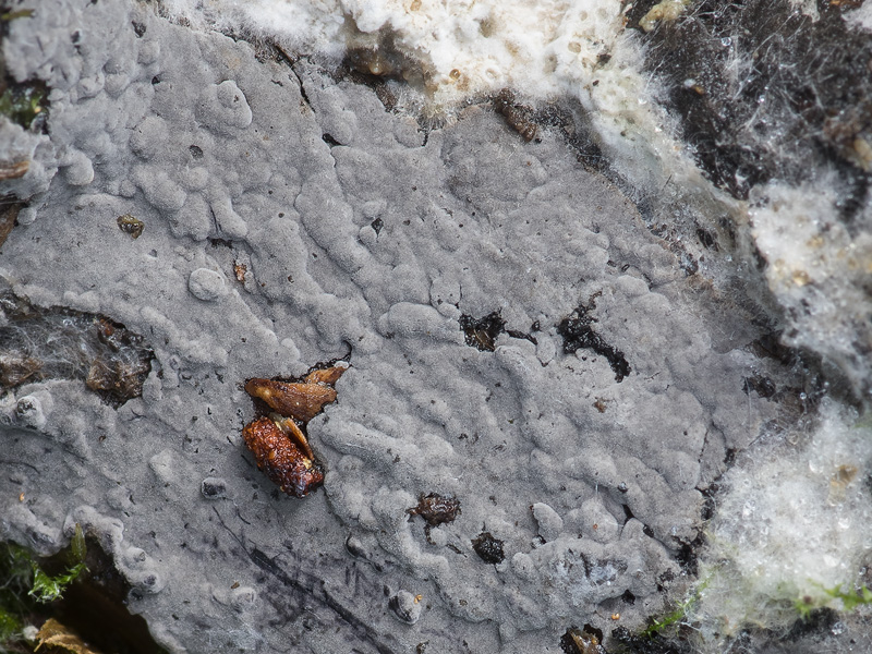 Scotomyces subviolaceus